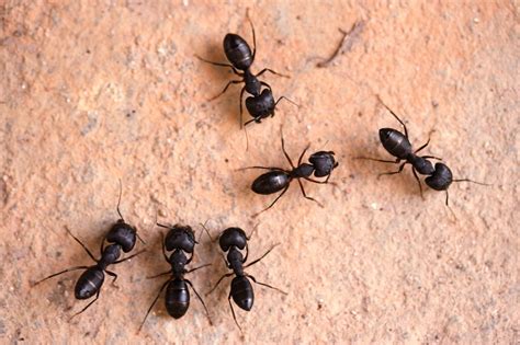 Little black ants in house. Little black ants (Monomorium minimum) dwell in areas of Mexico, southern Canada, and United States. They are widespread in urban and industrial surroundings. Habitat. Little black ant colonies can house several thousands … 
