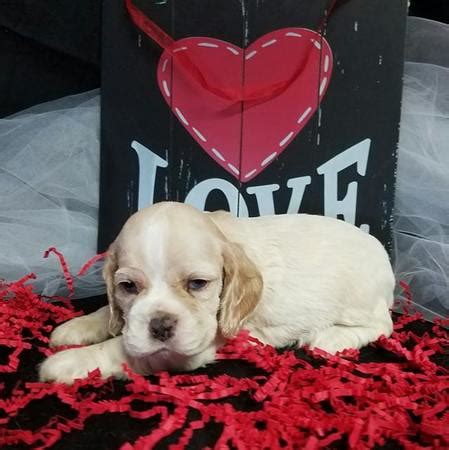 Little buffalo river cocker spaniels. A $100 Deposit is required to hold the puppy of your choice until it is 8 weeks old and ready to go home. This deposit can be sent via PayPal, Venmo, or in some instances Personal Check. If you... 