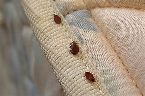 Little bugs in house. Exterminators use several methods in conjunction with one another to remove fleas from a home, including identifying and controlling fleas on pets and using a strong vacuum to remo... 