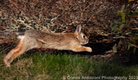 Little bunny – Good Morning Gloucester