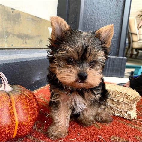 Little dogs for sale near me. Color. Black and Tan. We are thrilled to introduce our new litter of high-quality miniature Yorkie puppies. With unique facial features, and doll faces (very short noses, big…. View Details. $3,000. 