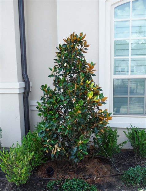 Nov 13, 2023 · When you want to give that charm a southern flare, consider planting Little Gem Magnolia, Magnolia grandiflora 'Little Gem.' This small tree, 15 to 20 feet tall, is little sister to the iconic ... . 