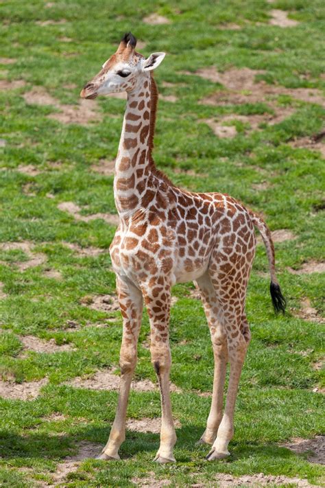 Little giraffe. 