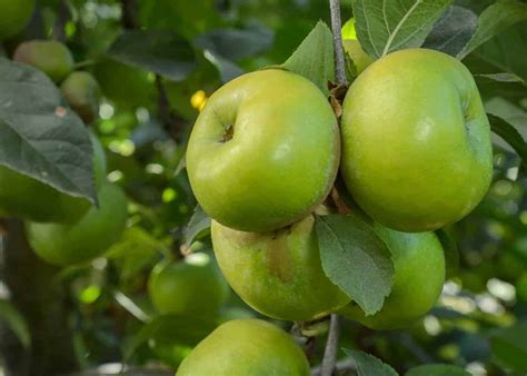 Little green apple. Things To Know About Little green apple. 