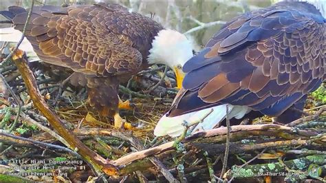 Little miami conservancy live eagle cam. Things To Know About Little miami conservancy live eagle cam. 