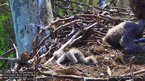 Little miami conservancy nesting camera. https://www.youtube.com/live/vIJ4oxRu3GQ?feature=share STEEL BALD EAGLEIVE CAM.LITTLE MIAMI CONSERVANCY BALD EAGLE NEST LIVE CAM.2023.05.12.KIDS ARE ALL DAY ... 