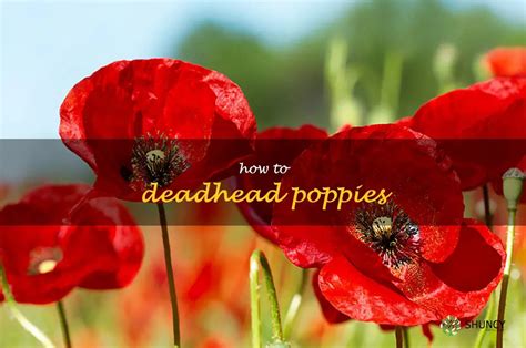 Poppies are used to symbolize peace, death and sleep. John McCrae, a Canadian surgeon, wrote a famous poem, “In Flanders Field,” that mentions the poppies growing in the field wher.... Little princess poppy onlyfans