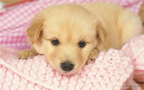 Little puppies online. Things To Know About Little puppies online. 