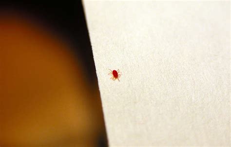 Little red bugs in house. These tiny red bugs will crawl up the side of the structure from the ground to invade your home. They get in through cracks and tiny openings around windows and doors. Inside, … 