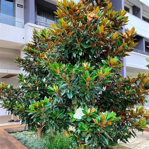 Little_Gem Onlyfans Leaked +18 💦 139 Pics