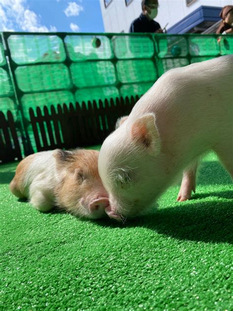 🍌 XXX Littlepiggies Onlyfans Leak