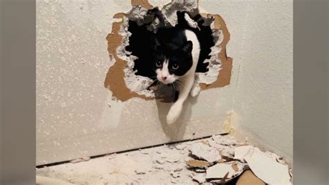 Littleton cat rescued after getting sealed into home's wall