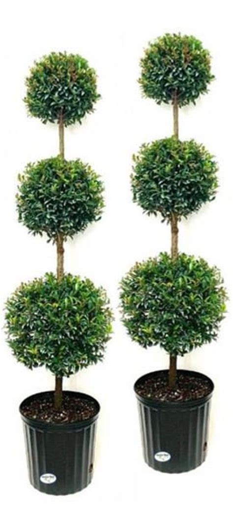 Live Double Ball Topiary - Etsy