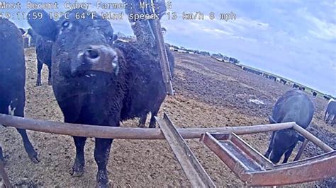 Live Farmer Derek Cow Webcam Peabody, Kansas, USA