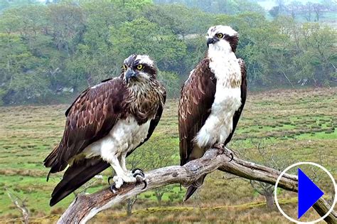 Live Streaming Osprey Webcam Glaslyn Valley North Wales