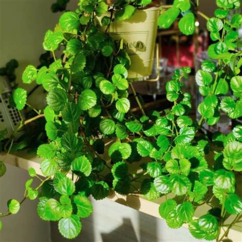 Live Swedish Ivy Starter Plant for Growing Indoor, Ship in 3.5 Inc …