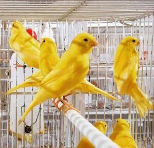 Shop for Live Birds at Tractor Supply Co. Buy online, free in-store pickup. Shop today! .