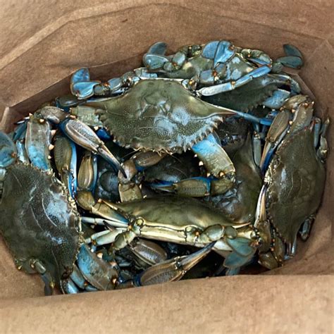 Live blue crab near me. Things To Know About Live blue crab near me. 