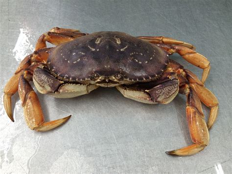 Live dungeness crab near me. Call 408-244-3907 to check on availability. 1475 Main St., Santa Clara; www.nevesfishmarket.business.site. New England Lobster Market: Both live and cooked Dungeness crab should be available ... 