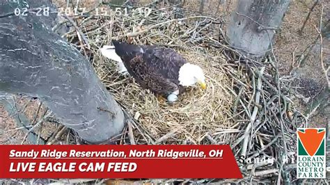 Live eagle cam ohio. In 2021 a new camera was installed in place of the old eagle nest camera. This high quality live webcam has pan, tilt and can zoom up to 32x giving viewers an even better view from a rare perspective into the daily life of a nest of bald eagles. The females egg laying duties usually start in mid to end of February with eaglets hatching. 