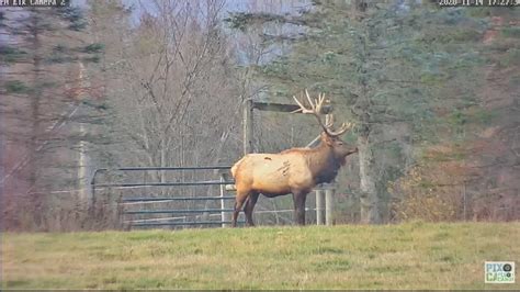 The live elk camera is located in Hatfield Knob, Tennessee. Enjoy watching the elk and other wildlife you may see on the live cam! The elk (Cervus canadensis) is one of the largest species within the deer family, Cervidae, in the world, and one of the largest terrestrial mammals in North America and Northeast Asia. . 