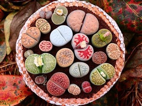 Live lithops - Etsy Nederland