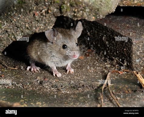 Live mice near me. Top 10 Mouse Exterminators near Bronx, NY. 1. John V. says, "I had contacted a previous exterminator, who just laid traps - but the mouse problem did not go away." See more. 2. Nicole L. says, "I feel I can finally sleep in peace without being afraid of … 