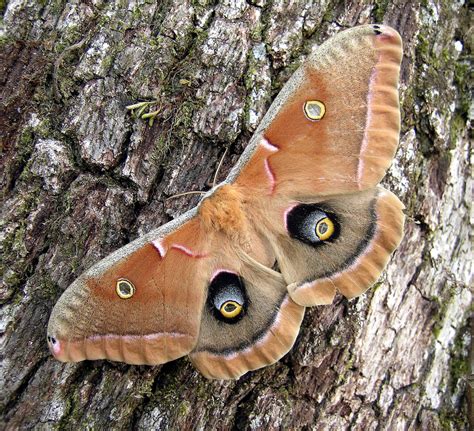 Live moths for sale usa. Buy mixed lot of assorted real butterflies and moths for sale. Top US Seller with 12,000 five-star reviews! ... mixed lot of assorted butterflies moths mounted pinned wings spread collection quantity. Add to cart. ... Actias luna green saturn moth USA $ 38.00 - $ 120.00; Select options. Morpho sulkowski purple pink blue butterfly Peru 