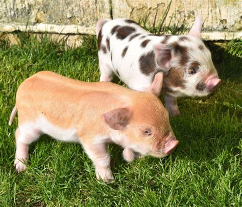 Expect to pay between $50 and $150 for a decent feeder Yorkshire pig, depending on its age. Expect to pay anything from $350 to over $1500 for breeding Yorkshire pigs with excellent quality and genetically sound …. 