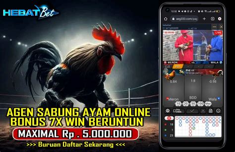 Live sabung ayam wala meron. Togel hkg 2017 hari.