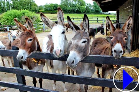 Live stream Donkey Sanctuary