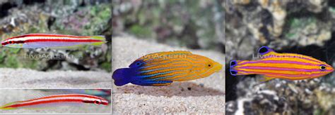 Liveaquaria fish. Bristletail Filefish. (Acreichthys tomentosus) $79.99. 1 2 ... 6. The Diver's Den® WYSIWYG Store Marine Fish Category showcases some of the most beautiful and unique high-quality marine fish for your saltwater aquarium. Marine fish offered in our Diver's Den® WYSIWYG Store are truly one-of-a-kind specimens and include uncommon varieties ... 