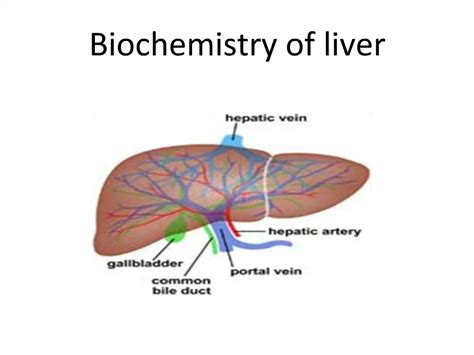 Liver Biochemistry - an overview ScienceDirect Topics