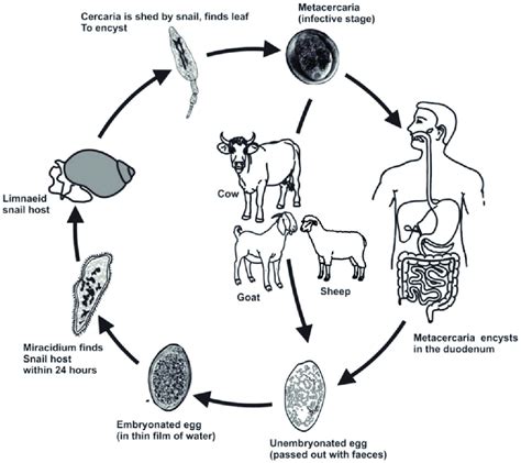 Liver Flukes: History, Habits and Habitat (With Diagram)