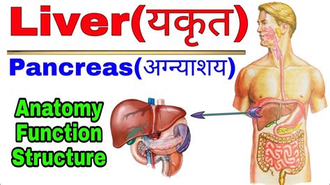 Liver and pancreas Anatomy function and conditions
