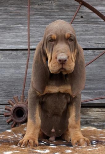 Gorgeous Tan, Liver, Red AKC/APRI. Precious red, liver and tan full-bread bloodhound Puppies born 11-27-17. Ready for forever homes 1-22-18. We only do a couple litters a year and our hounds are raised where they get to roam 5 acres of fenced yard, run and play. . 