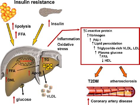 Liver as an Endocrine Organ—Linking NAFLD and Insulin Resistance