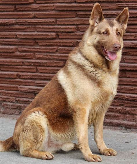 Liver colored german shepherd. Things To Know About Liver colored german shepherd. 