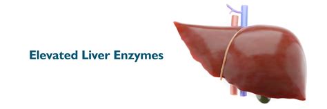 Liver enzymes What they are and how and why to lower them