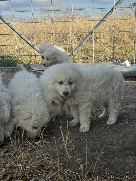 Livestock guardian pups - farm & garden - by owner - sale