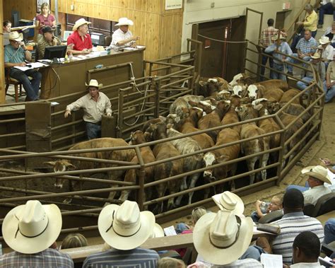 Livestock Auction Barn Hand Duties and Responsibilities are based on experience. ... Producers Livestock Auction 1131 N. Bell St San Angelo, Tx 76903 Phone # 325-653-3371 _____ Large volume attracts more buying power. The greatest concentration of sheep and goat buyers from all around the United States where …. 