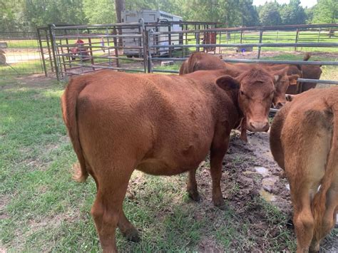  Livestock Producers Assn - Tylertown, Tylertown, Mi