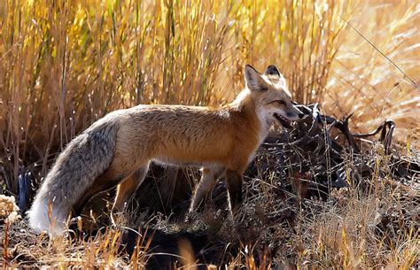 Living With Foxes - Nevada Wildlife