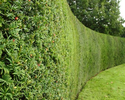 Living fence. When it comes to protecting your property, there is no better way than with a quality fence. Freedom Fencing is one of the leading providers of fencing solutions for residential an... 