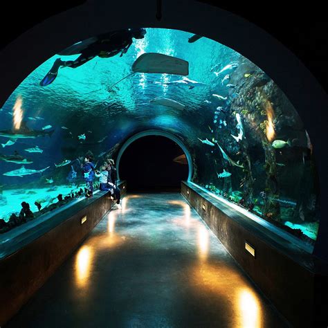 Living planet aquarium. When I was five years old, growing up in Sandy, Utah, my grandmother gave me a Time Life… · Experience: The Living Planet Aquarium · Education: University of California, Santa Barbara ... 