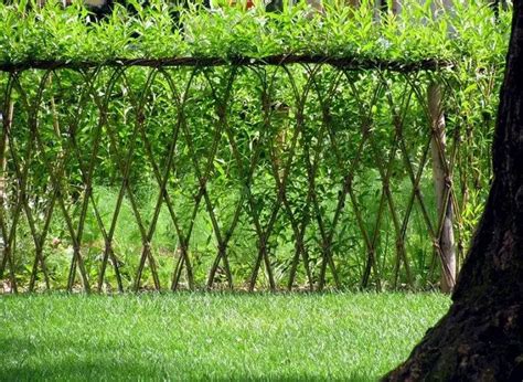 Living willow fence. Willow is a fantastically versatile material to weave with and our skilled craftspeople can work with you to incorporate unique shapes and designs to suit your garden. Our fences are physically woven on site, in situ, so that our willow can follow every turn, dip and bend in the landscape as closely as possible, resulting in a completely ... 