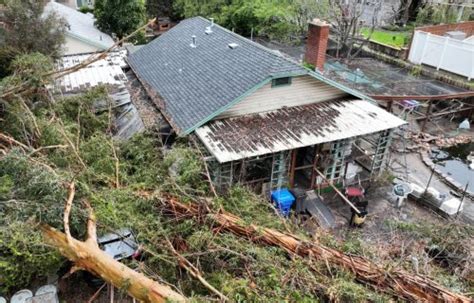 Living with trees: What you need to know about storm protection and insurance coverage