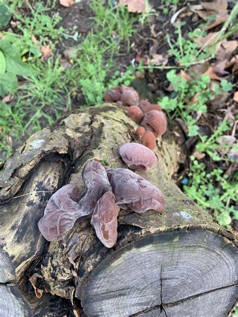 🍆 Liya Kitten Onlyfans Leaked +18