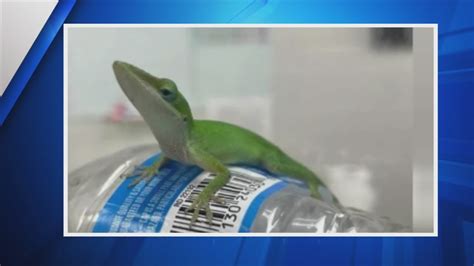Lizard hitches ride from Texas to Colorado