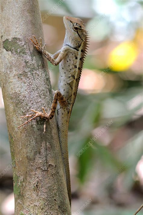 Lizarddmami Leaks XxX 🔥